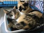 Adopt Dancer and Fancy a Calico or Dilute Calico Domestic Shorthair / Mixed