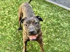 Adopt MOTLEY a Brindle - with White Pit Bull Terrier / Mixed dog in San Marcos