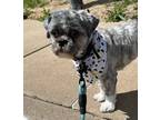 Adopt Wicket a Shih Tzu