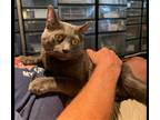 Adopt Smoky Sky a Gray or Blue Domestic Shorthair / Mixed (short coat) cat in
