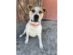 Adopt Waylon a Black American Staffordshire Terrier / Mixed dog in Kingsburg