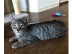 Adopt Snickers a Gray, Blue or Silver Tabby Domestic Shorthair / Mixed (short