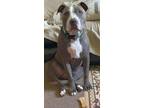Adopt XP Loki - Dover, NJ a Pit Bull Terrier / Mixed dog in Rockaway