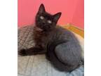 Adopt Clyde-kitten a All Black Domestic Shorthair / Mixed (short coat) cat in