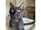 Adopt CYRUS a All Black Domestic Shorthair / Mixed (short coat) cat in