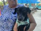 Adopt Bentley a Black Dachshund / Mixed dog in Key Largo, FL (38826466)