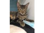 Adopt April a Brown Tabby Domestic Shorthair / Mixed cat in Land O Lakes
