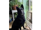 Adopt Onyx a Black German Shepherd Dog / Mixed dog in St. Cloud, MN (38637829)
