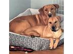 Adopt CALLIE & PETEY - BONDED PAIR URGENT HELP NEED a Tan/Yellow/Fawn Hound