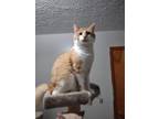 Adopt Sir Patrick a Orange or Red Maine Coon (long coat) cat in Upper Saddle