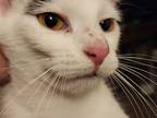 Adopt Dipstick a White (Mostly) American Shorthair / Mixed (short coat) cat in