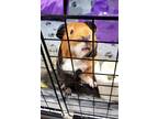 Adopt Fireball a Brown or Chocolate Guinea Pig (medium coat) small animal in