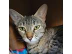 Adopt Sally a Brown Tabby Domestic Shorthair (short coat) cat in Prescott