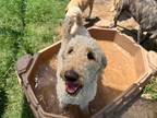 Adopt Zero a White Poodle (Standard) / Labradoodle / Mixed dog in Nashville