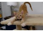 Adopt Apricot a Orange or Red (Mostly) Domestic Shorthair / Mixed (short coat)