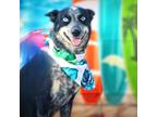 Adopt Chassie JuM a Black Australian Cattle Dog / Husky / Mixed dog in Clive
