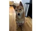 Adopt Laszlo a Red/Golden/Orange/Chestnut Shiba Inu / Mixed dog in Portland