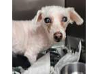 Adopt Snowball a Bichon Frise, Mixed Breed