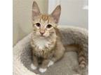 Adopt Spumone a Orange or Red Tabby Domestic Shorthair / Mixed cat in Drippings