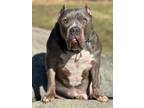 Adopt Walter a American Bully, Pit Bull Terrier