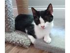 Adopt Buddy a Domestic Mediumhair / Mixed (medium coat) cat in Raleigh