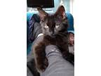 Adopt Paavo a All Black Domestic Mediumhair / Mixed (medium coat) cat in Rural
