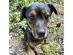 Adopt Dakota a Black Mixed Breed (Small) / Mixed dog in Blue Ridge