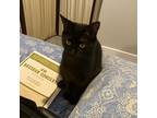 Adopt Yin a All Black Domestic Shorthair / Mixed cat in Arlington, VA (38685962)