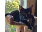 Adopt Rocco a All Black Domestic Shorthair / Mixed cat in Arlington