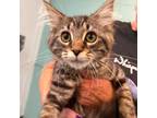 Adopt Prince a Brown or Chocolate Domestic Mediumhair / Mixed cat in Washington