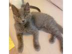 Adopt Rocco a Gray or Blue Domestic Mediumhair / Mixed cat in Washington