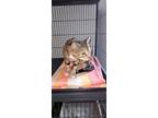 Adopt Simba a Tan or Fawn (Mostly) Domestic Shorthair / Mixed (short coat) cat