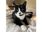 Adopt Blackie a Black & White or Tuxedo Domestic Shorthair / Mixed (short coat)