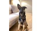 Adopt Aiyla a Black - with Tan, Yellow or Fawn German Shepherd Dog / Mixed dog