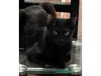 Adopt Justice a All Black Domestic Shorthair / Mixed (short coat) cat in