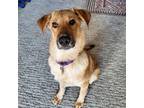 Adopt Dash a Red/Golden/Orange/Chestnut - with Black Cattle Dog / Shepherd