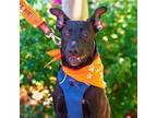 Adopt Brandy a Black - with White Shepherd (Unknown Type) / Pit Bull Terrier /
