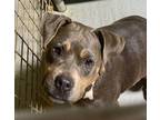 Adopt REGINA a Tricolor (Tan/Brown & Black & White) Pit Bull Terrier / Terrier