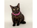 Adopt Sophia a Domestic Shorthair / Mixed cat in Wyandotte, MI (38818563)