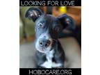 Adopt Hoboken a Boxer / Australian Cattle Dog dog in Denver, CO (38608570)