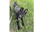 Adopt Chibi a German Shepherd Dog / American Staffordshire Terrier dog in