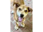 Adopt Keister a Tan/Yellow/Fawn - with White Retriever (Unknown Type) / Mixed