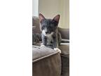 Adopt Ruby a Gray or Blue (Mostly) Domestic Shorthair (short coat) cat in New