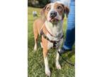 Adopt Talon a Coonhound / Labrador Retriever / Mixed dog in Ewing, NJ (38704353)