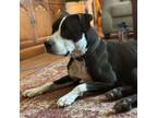 Adopt Harley a American Staffordshire Terrier