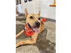 Adopt Jolene a Boxer / Mixed dog in Washington, DC (38748787)