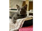 Adopt GreyBoy a Domestic Short Hair