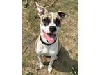 Adopt Adora a Brindle - with White American Staffordshire Terrier / American Pit
