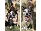 Adopt Civic - REDUCED FEE a Tricolor (Tan/Brown & Black & White) Jack Russell