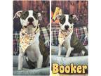 Adopt Booker - SPONSORED a Brindle - with White American Staffordshire Terrier /